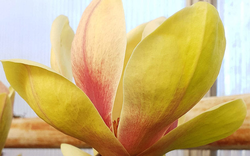  Sunsation Yellow Magnolia (Tulip Tree) - 7 Gallon Pot (3-4')