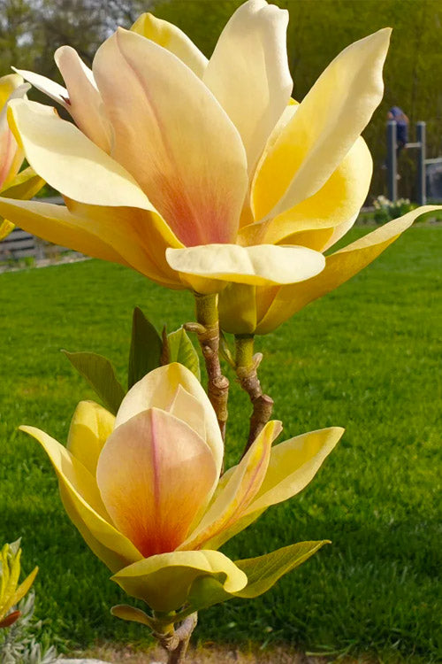  Sunsation Yellow Magnolia (Tulip Tree) - 7 Gallon Pot (4-5')