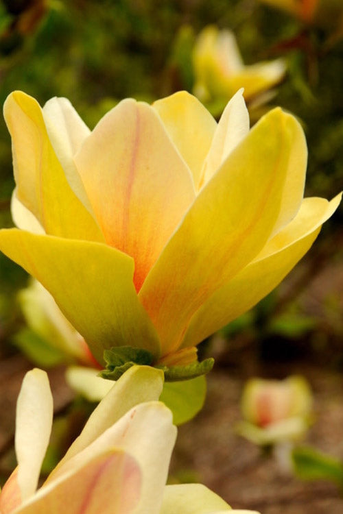 Sunsation Yellow Magnolia (Tulip Tree) - 7 Gallon Pot (4-5')