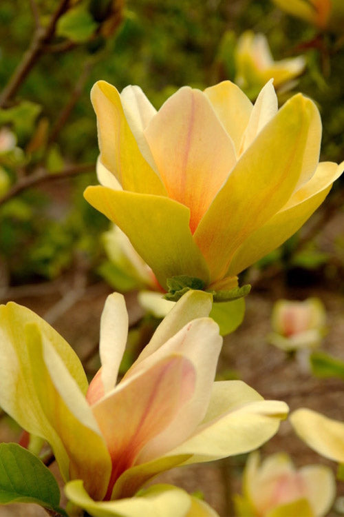  Sunsation Yellow Magnolia (Tulip Tree) - 3 Gallon Pot