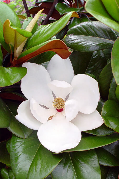  Teddy Bear Dwarf Southern Magnolia - 3 Gallon Pot (1.5-2')