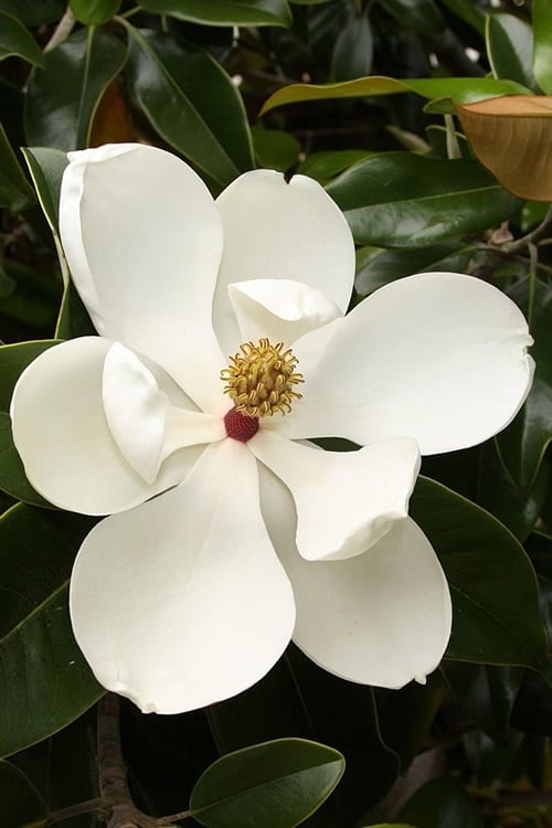  Teddy Bear Dwarf Southern Magnolia - 7 Gallon Pot (3-4') 