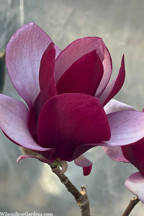  Tinker Belle Magnolia (Tulip Tree) - 3 Gallon Pot