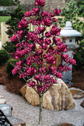  Tinker Belle Magnolia (Single Trunk Tree Form) - 3 Gallon Pot