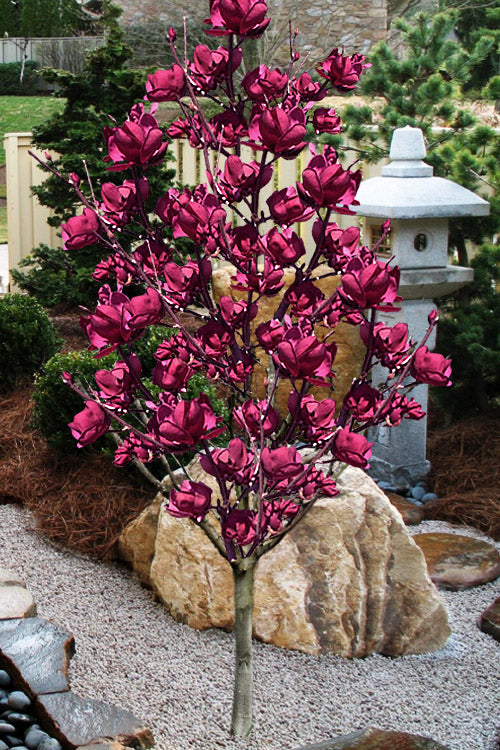  Tinker Belle Magnolia (Single Trunk Tree Form) - 3 Gallon Pot