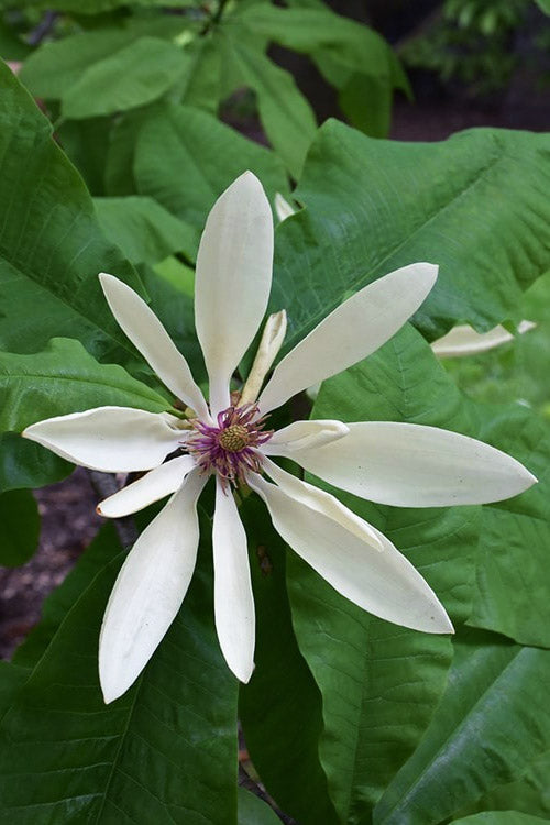  Umbrella Magnolia Tree - 2 Gallon Pot