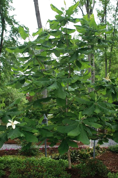  Umbrella Magnolia Tree - 2 Gallon Pot