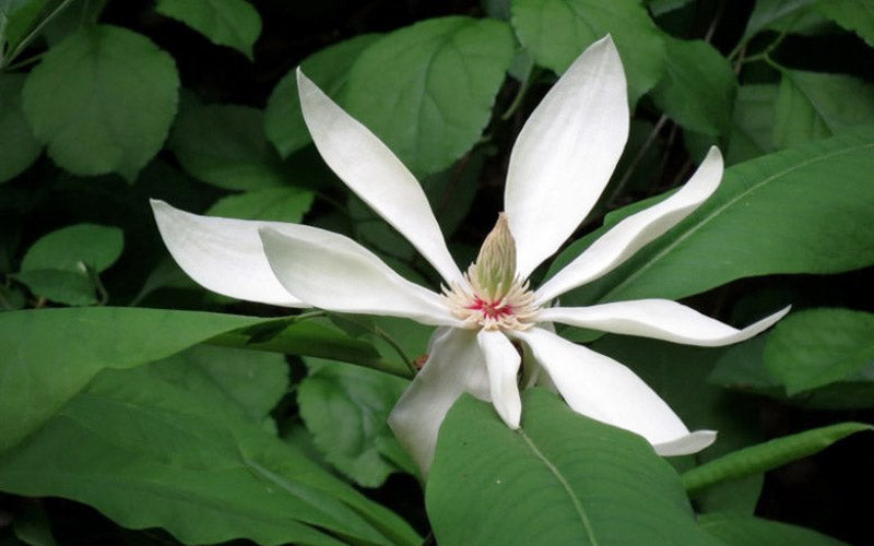 Umbrella Magnolia Tree - 2 Gallon Pot