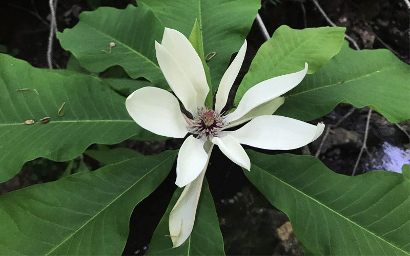  Umbrella Magnolia Tree - 2 Gallon Pot