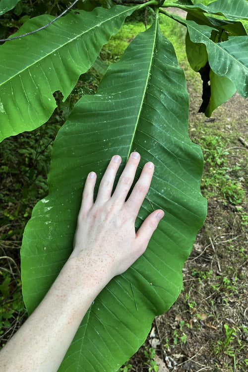  Umbrella Magnolia Tree - 2 Gallon Pot