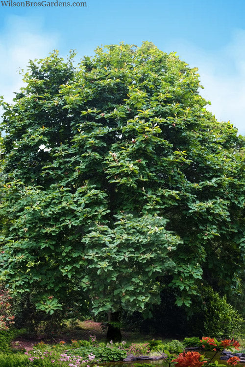  Umbrella Magnolia Tree - 2 Gallon Pot