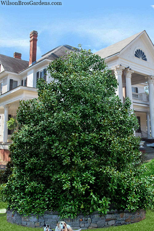  Victoria Cold Hardy Evergreen Magnolia - 7 Gallon Pot (3-4')
