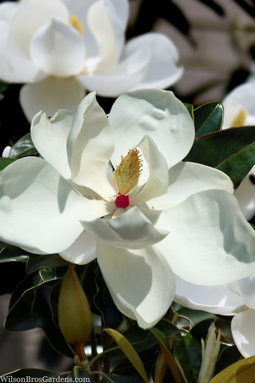  Victoria Cold Hardy Evergreen Magnolia - 7 Gallon Pot (3-4')