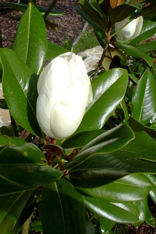  Victoria Cold Hardy Evergreen Magnolia - 5 Gallon Pot