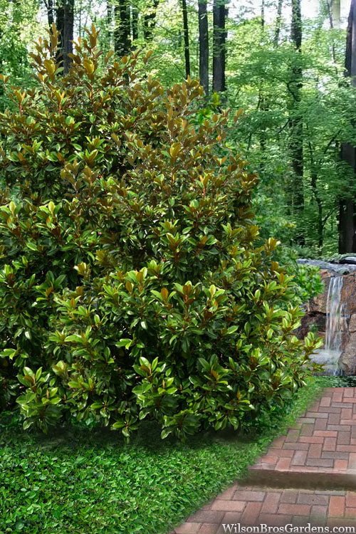  Victoria Cold Hardy Evergreen Magnolia - 5 Gallon Pot