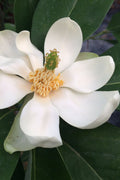  Silver Mist Sweetbay Magnolia - 7 Gallon Pot (3.5-4')
