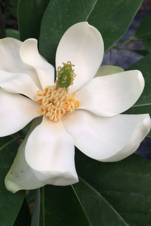 Silver Mist Sweetbay Magnolia - 7 Gallon Pot (5-6')