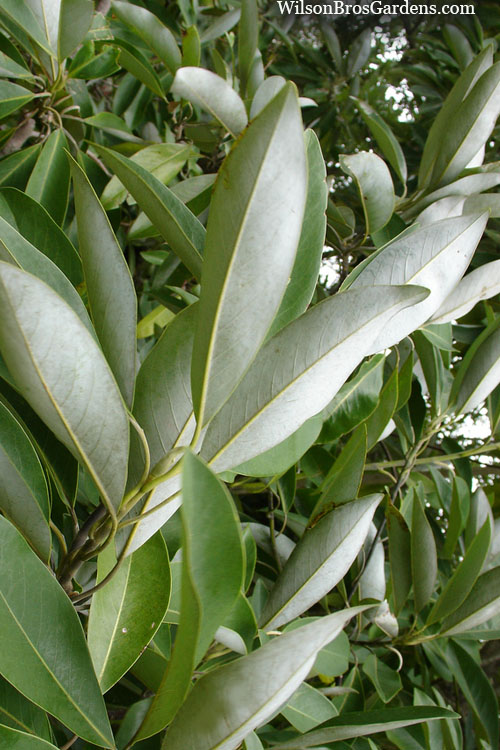  Silver Mist Sweetbay Magnolia - 7 Gallon Pot (3.5-4')