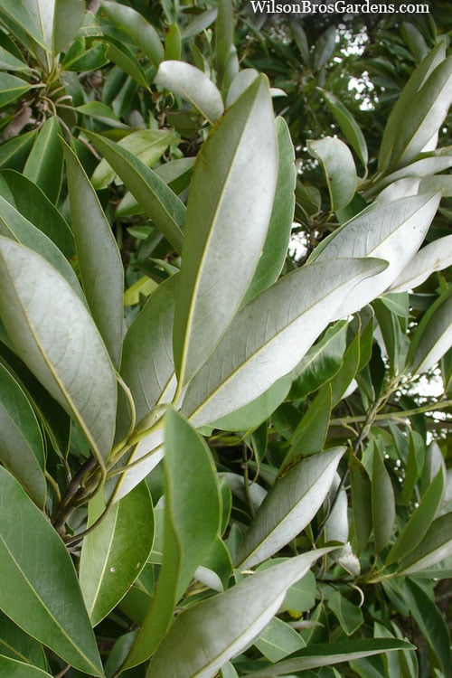  Silver Mist Sweetbay Magnolia - 3 Gallon Pot