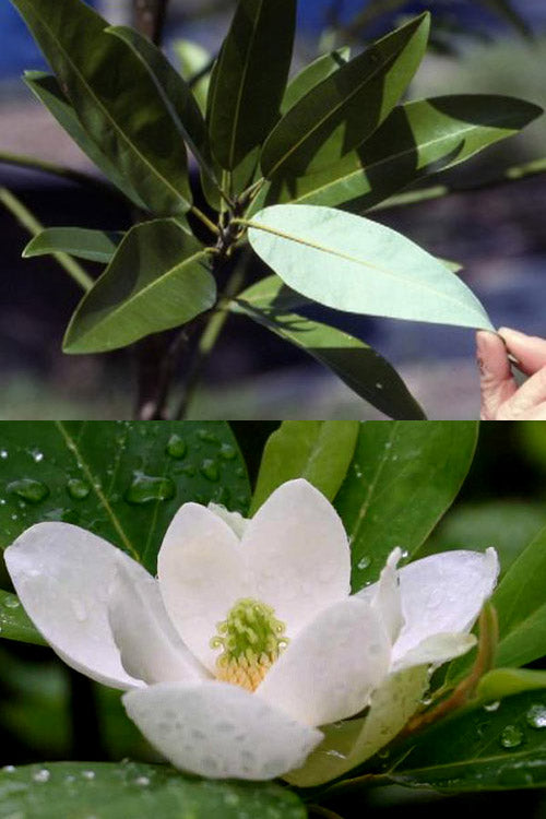  Silver Mist Sweetbay Magnolia - 7 Gallon Pot (5-6')