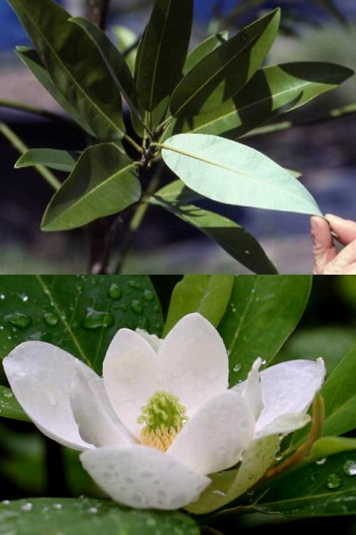  Silver Mist Sweetbay Magnolia - 3 Gallon Pot