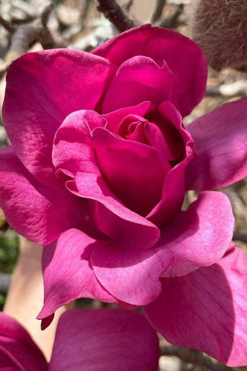  Vulcan Magnolia (Tulip Tree) - 7 Gallon Pot (6-7')
