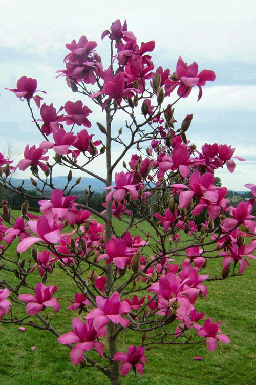  Vulcan Magnolia (Tulip Tree) - 7 Gallon Pot (6-7')