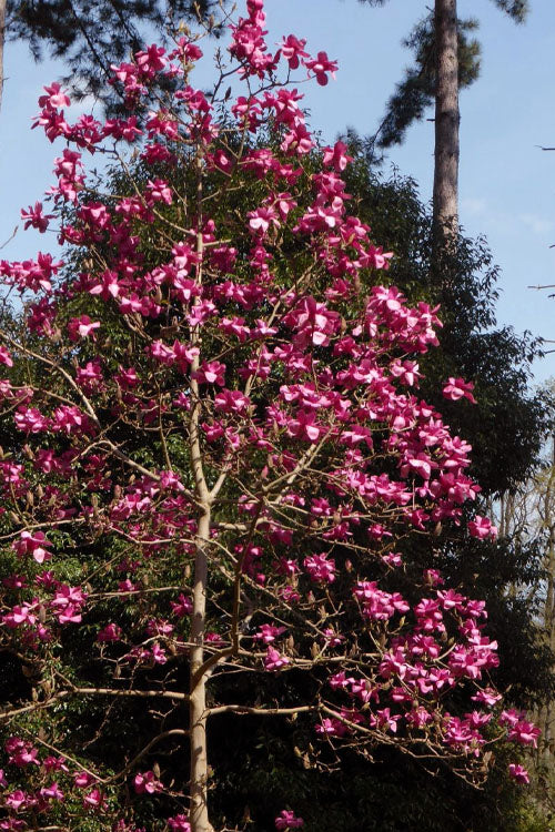  Vulcan Magnolia (Tulip Tree) - 7 Gallon Pot (6-7')