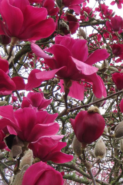  Vulcan Magnolia (Tulip Tree) - 7 Gallon Pot (6-7')