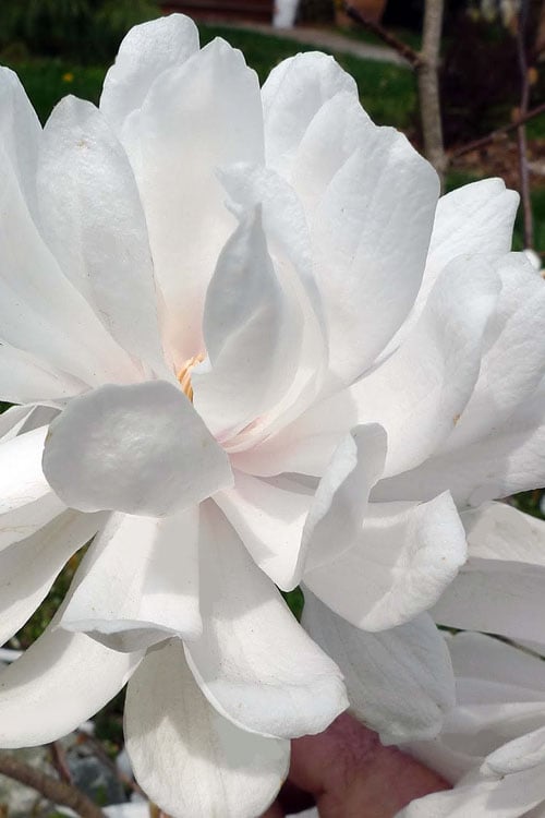  Wildcat Star Magnolia Tree - 1 Gallon Pot
