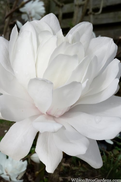  Wildcat Star Magnolia Tree - 1 Gallon Pot