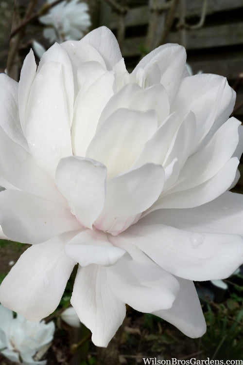  Wildcat Star Magnolia Tree - 7 Gallon Pot