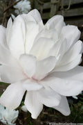  Wildcat Star Magnolia Tree - 7 Gallon Pot