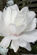  Wildcat Star Magnolia Tree - 3 Gallon Pot