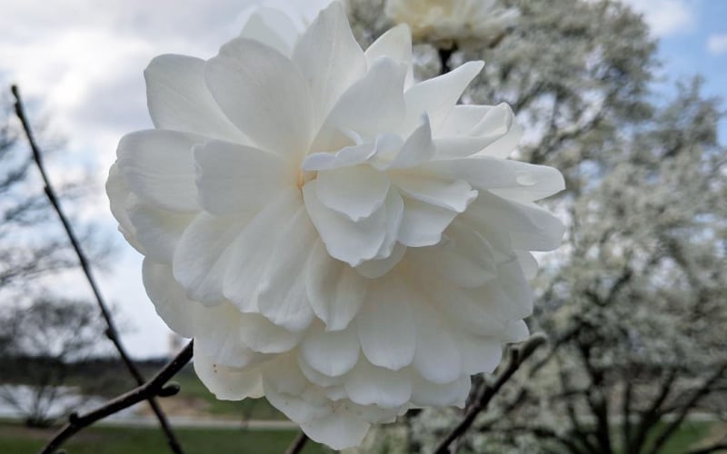  Wildcat Star Magnolia Tree - 3 Gallon Pot