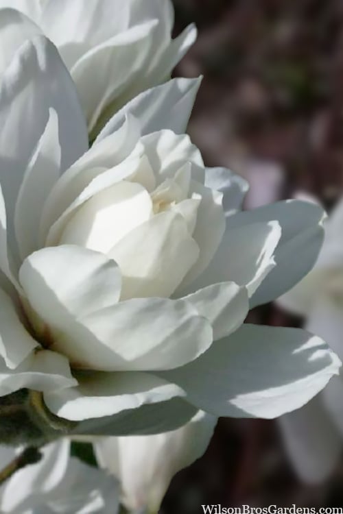  Wildcat Star Magnolia Tree - 1 Gallon Pot