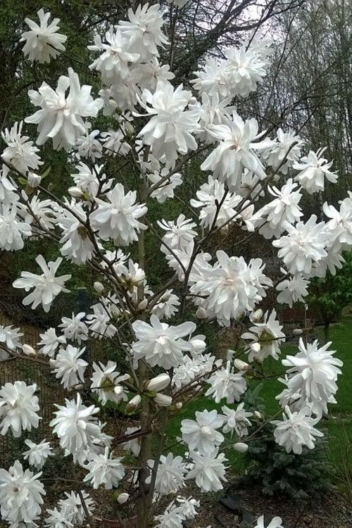  Wildcat Star Magnolia Tree - 3 Gallon Pot