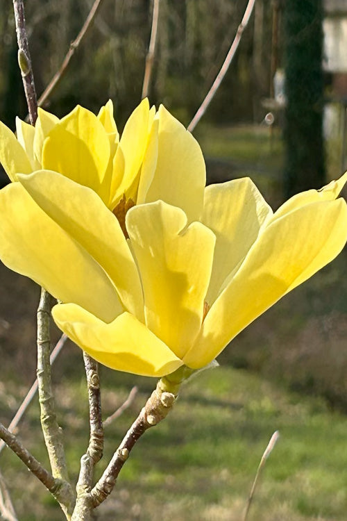  Yellow Bird Magnolia Tulip Tree - 3 Gallon Pot