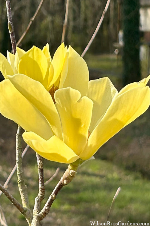  Yellow Bird Magnolia Tulip Tree - 7 Gallon Pot (4-5')