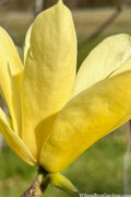  Yellow Bird Magnolia Tulip Tree - 5 Gallon Pot