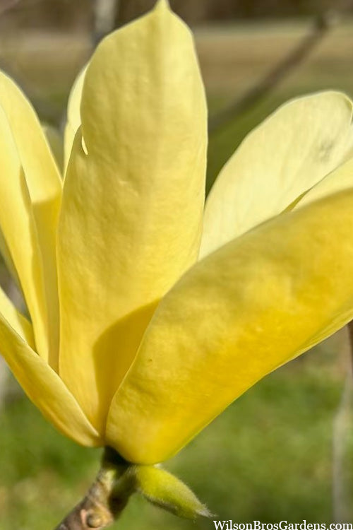  Yellow Bird Magnolia Tulip Tree - 3 Gallon Pot