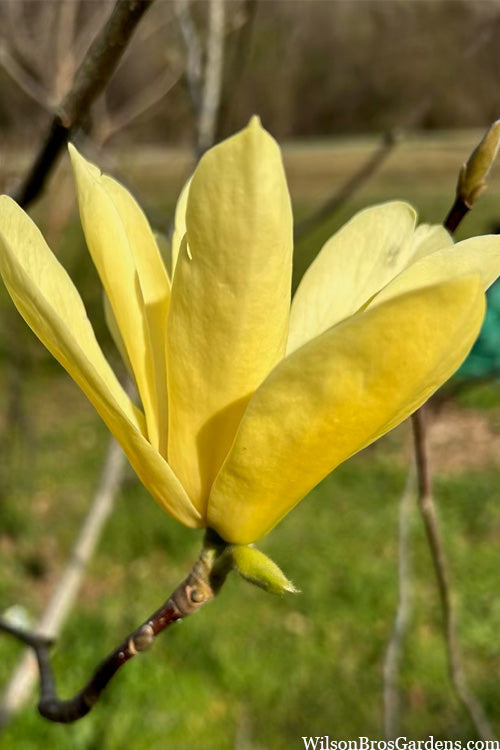  Yellow Bird Magnolia Tulip Tree - 7 Gallon Pot (4-5')