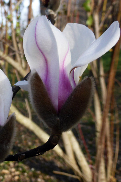  Zen Magnolia (Tulip Tree) - 3 Gallon Pot