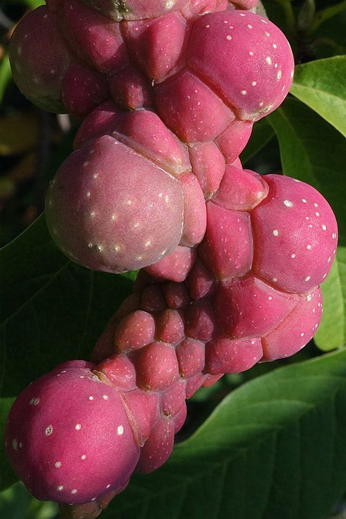  Zen Magnolia (Tulip Tree) - 3 Gallon Pot