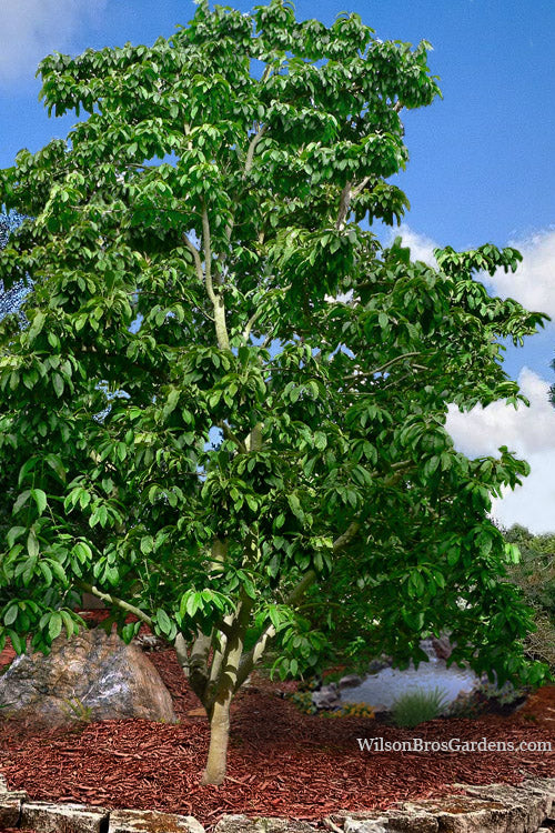  Zen Magnolia (Tulip Tree) - 3 Gallon Pot