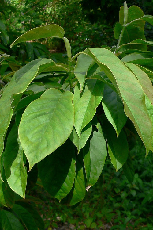  Zen Magnolia (Tulip Tree) - 3 Gallon Pot