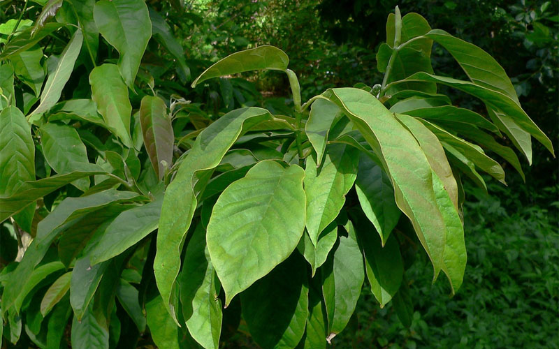  Zen Magnolia (Tulip Tree) - 3 Gallon Pot
