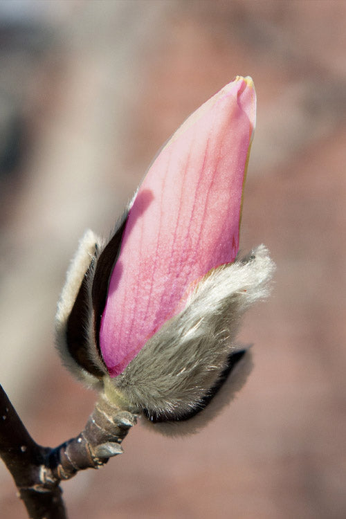  Zen Magnolia (Tulip Tree) - 3 Gallon Pot