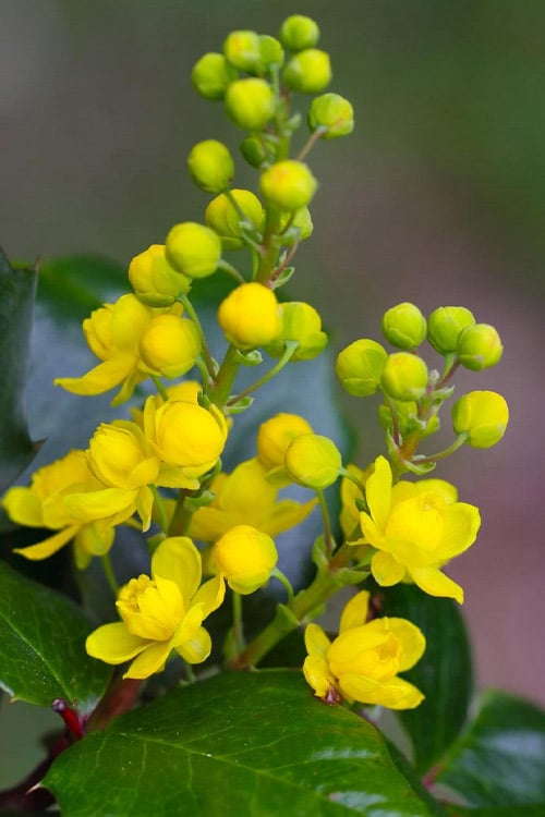  Creeping Oregon Grape (Mahonia Repens) - 1 Gallon Pot