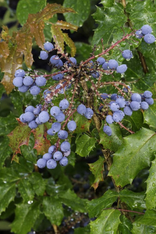  Creeping Oregon Grape (Mahonia Repens) - 1 Gallon Pot